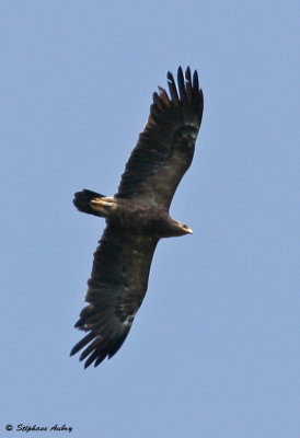 Lesser Spotted Eagle / Aigle pomarin, Clanga pomarina, Franche-Comt, F / 2011