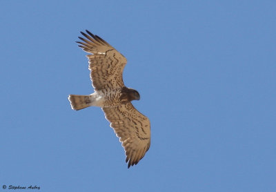 Circačte Jean-le-Blanc, Circaetus gallicus