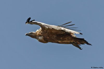 Vautour fauve, Gyps fulvus