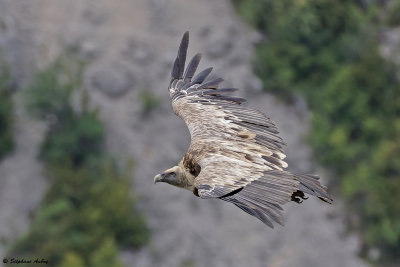 Griffon Vulture / Vautour fauve, Gyps fulvus, Drme, France / 2013/16
