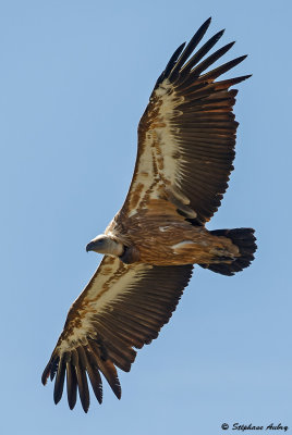 Vautour fauve, Gyps fulvus