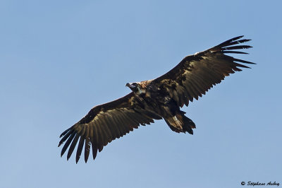 Black Vulture / Vautour moine, Aegypius monachus, Drme, France / 2013/16