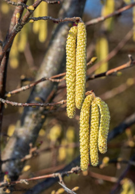 Corylus avellana