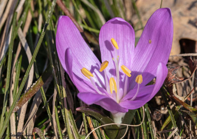 Bulbocodium vernum