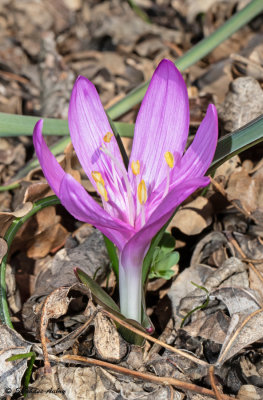 Bulbocodium vernum