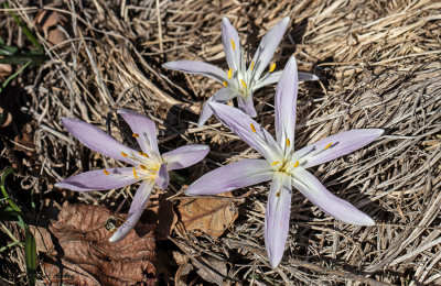 Bulbocodium vernum