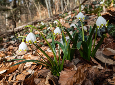 Leucojum vernum