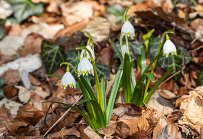 Leucojum vernum