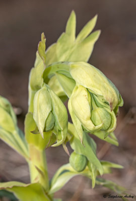 Helleborus foetidus