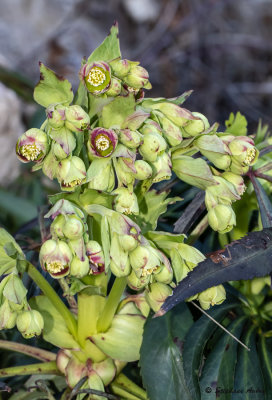 Helleborus foetidus