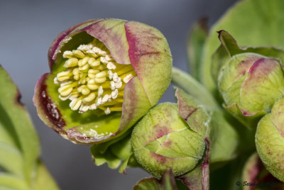 Helleborus foetidus