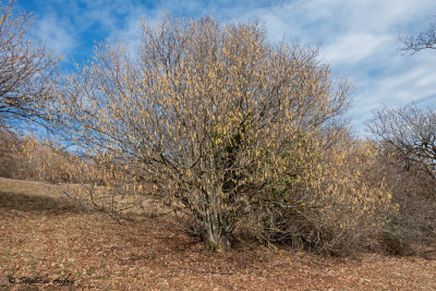 Corylus avellana