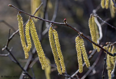 Corylus avellana