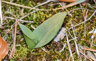Ophrys insectifera