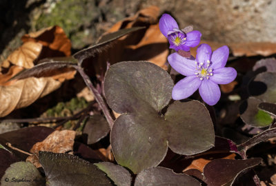 Hepatica nobilis