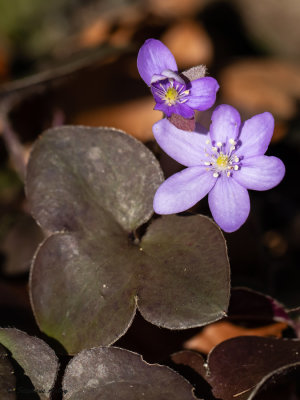 Hepatica nobilis