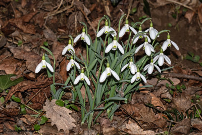 Galanthus nivalis