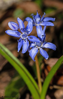 Scilla bifolia