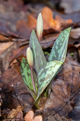 Erythronium dens-canis