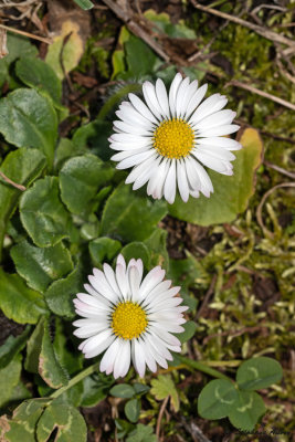 Bellis perennis