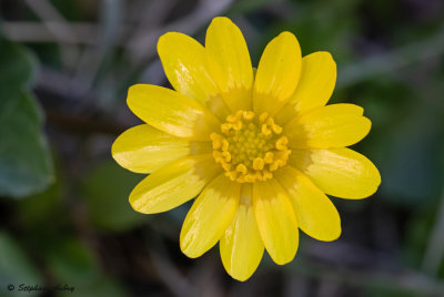 Ranunculus ficaria