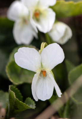 Viola alba