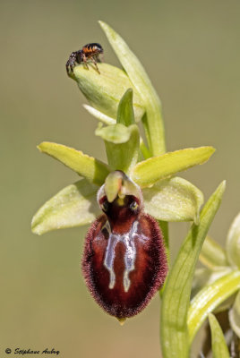 Ophrys occidentalis