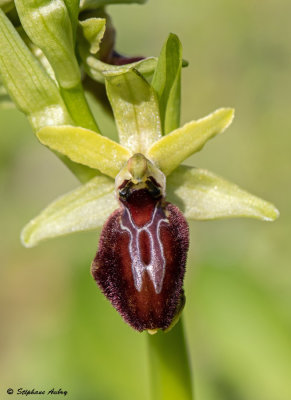 Ophrys occidentalis