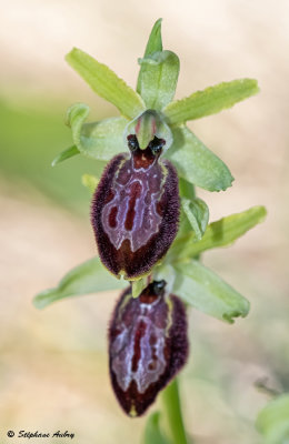 Ophrys occidentalis
