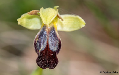 Ophrys lupercalis
