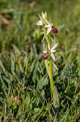 Ophrys arachnitiformis