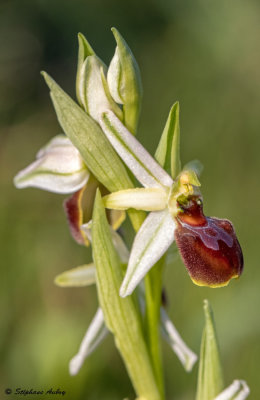 Ophrys arachnitiformis