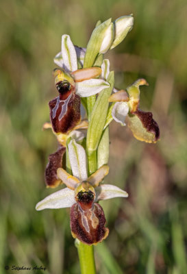 Ophrys arachnitiformis