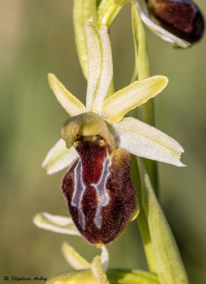 Ophrys arachnitiformis