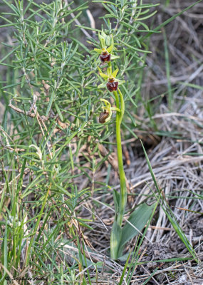 Ophrys massiliensis