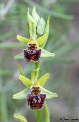 Ophrys massiliensis