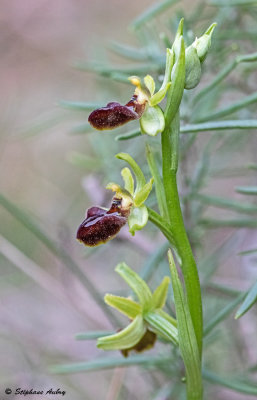 Ophrys massiliensis