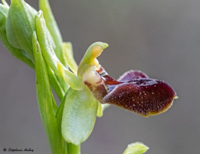 Ophrys massiliensis