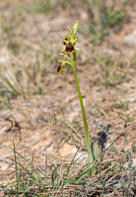 Ophrys massiliensis