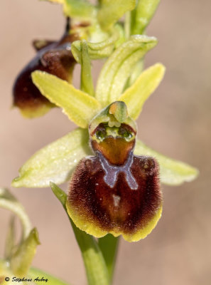 Ophrys massiliensis