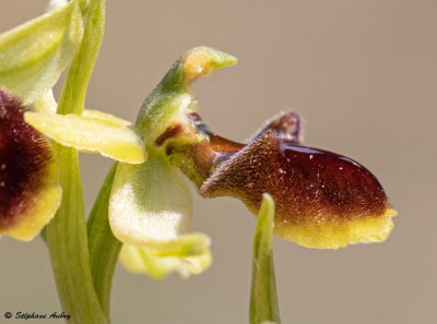 Ophrys massiliensis