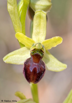 Ophrys massiliensis