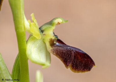 Ophrys massiliensis