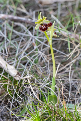 Ophrys massiliensis