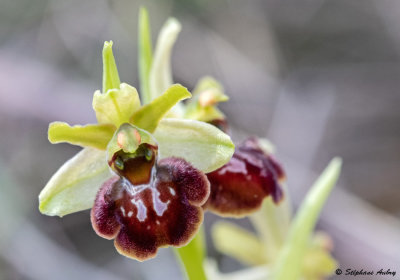 Ophrys massiliensis