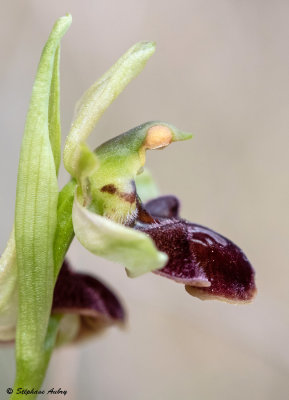 Ophrys massiliensis