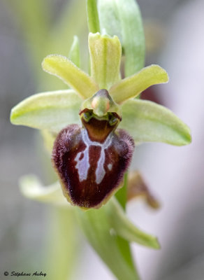 Ophrys massiliensis
