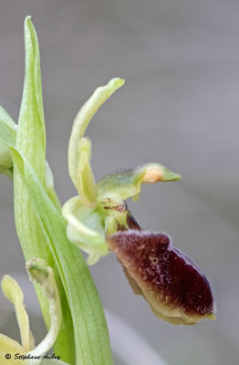 Ophrys massiliensis
