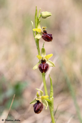 Ophrys massiliensis