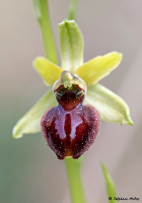 Ophrys massiliensis